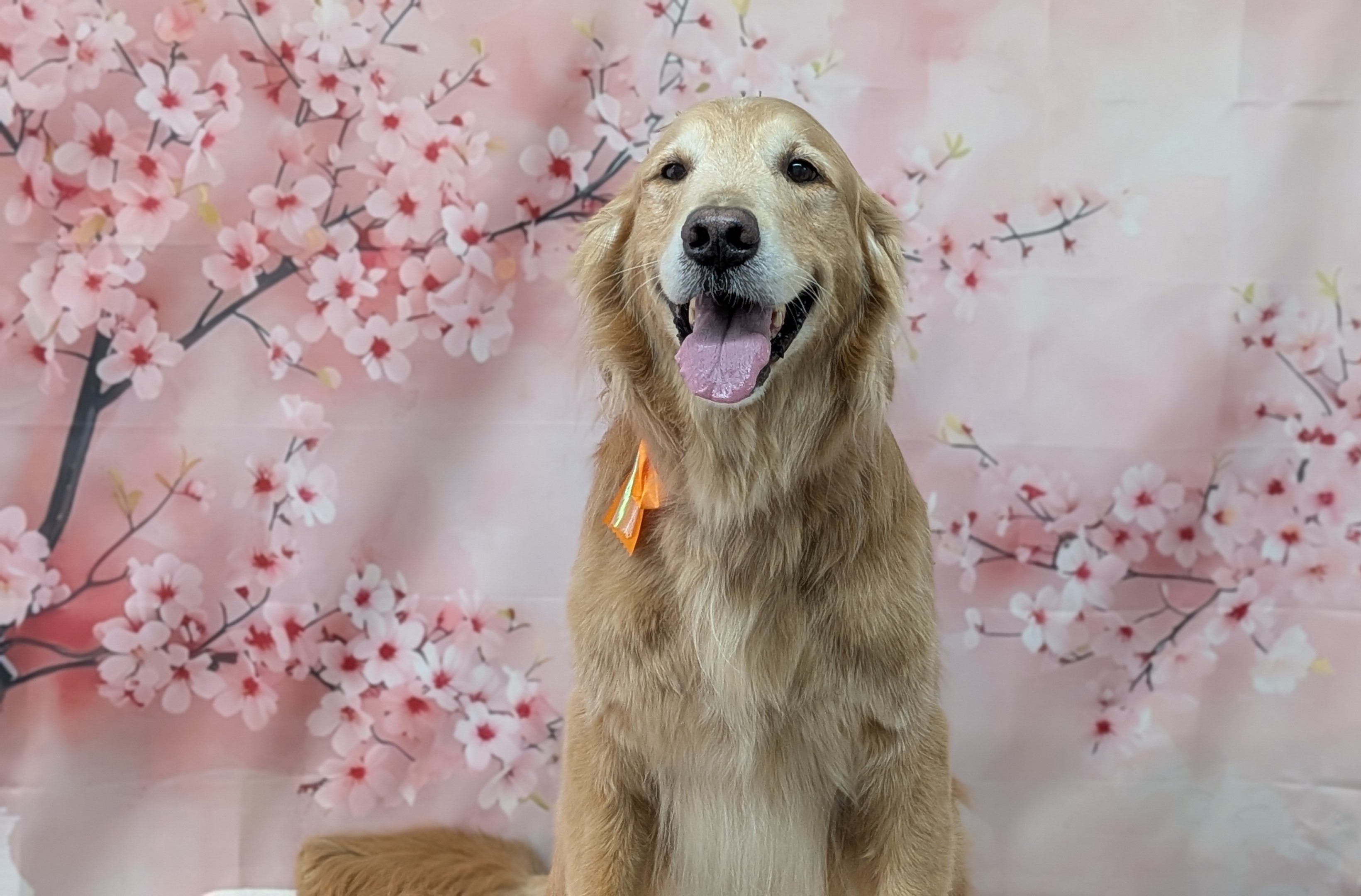千鳥町で愛犬をもっと美しく、もっと健康に。