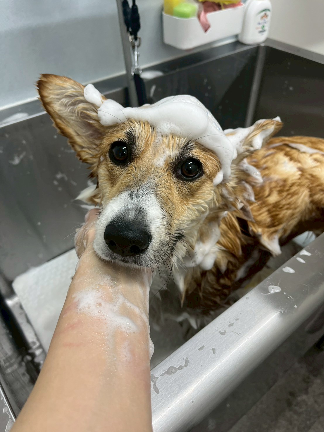 心地よいケアであなたの愛犬をサポート
