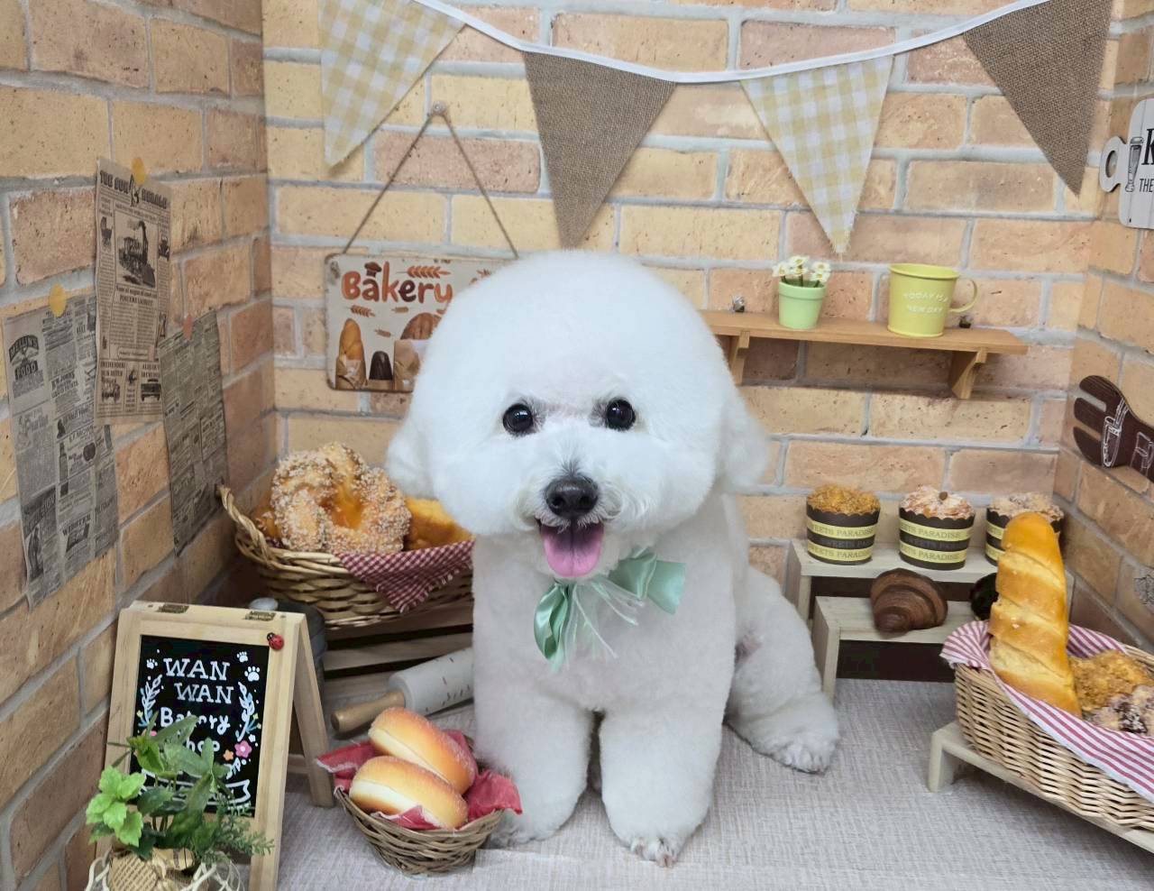 池上で新しい愛犬との出会いを、solunでの特別な体験を！