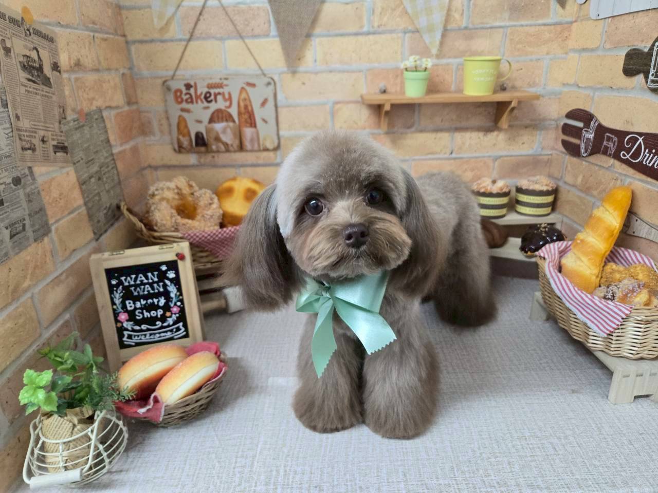 トリミングメニューのご紹介