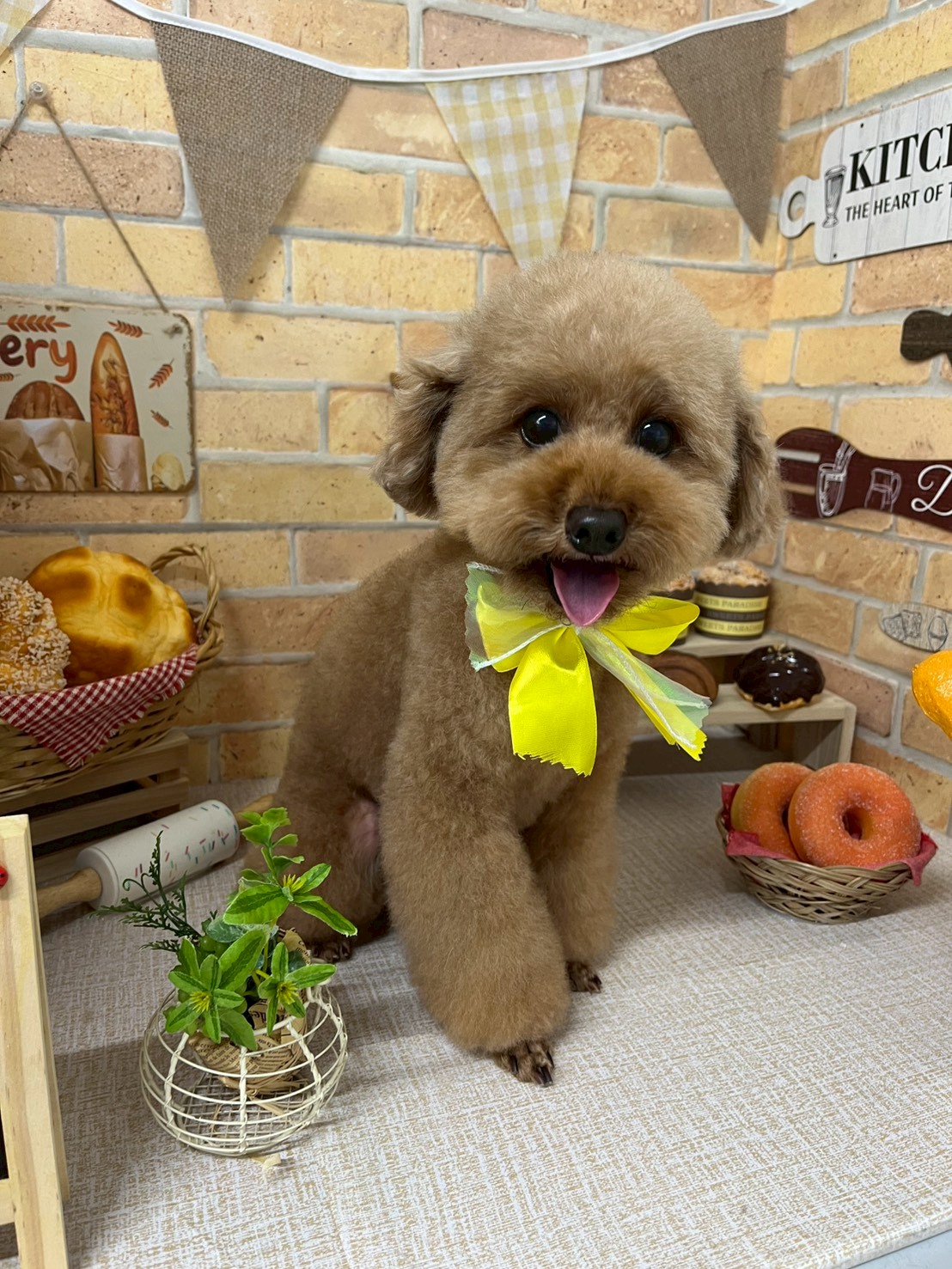 大田区でかわいさ倍増！あなたのペットにぴったりなスタイルを。