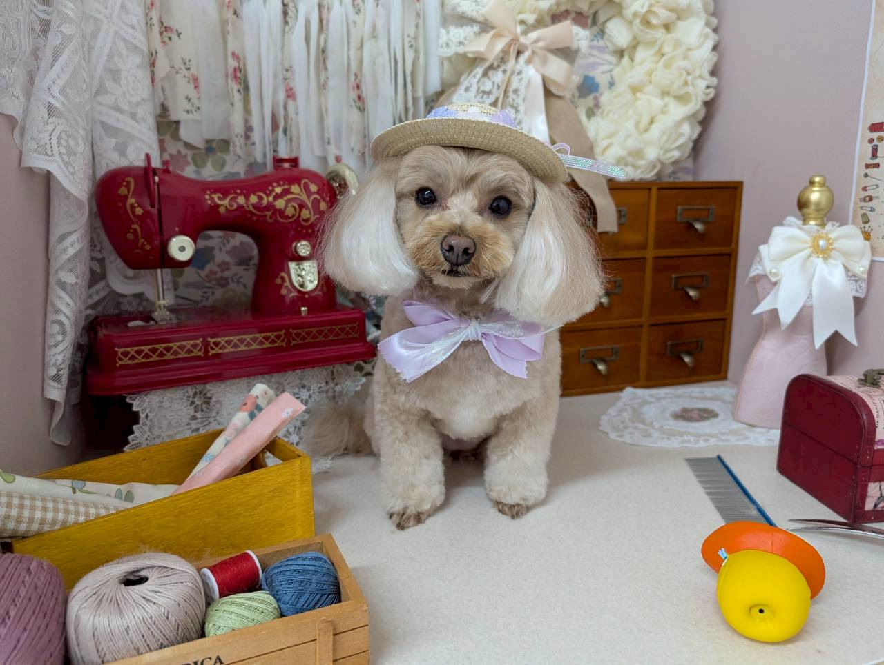 愛犬を大切な家族として、心地よいひとときを提供するサロン