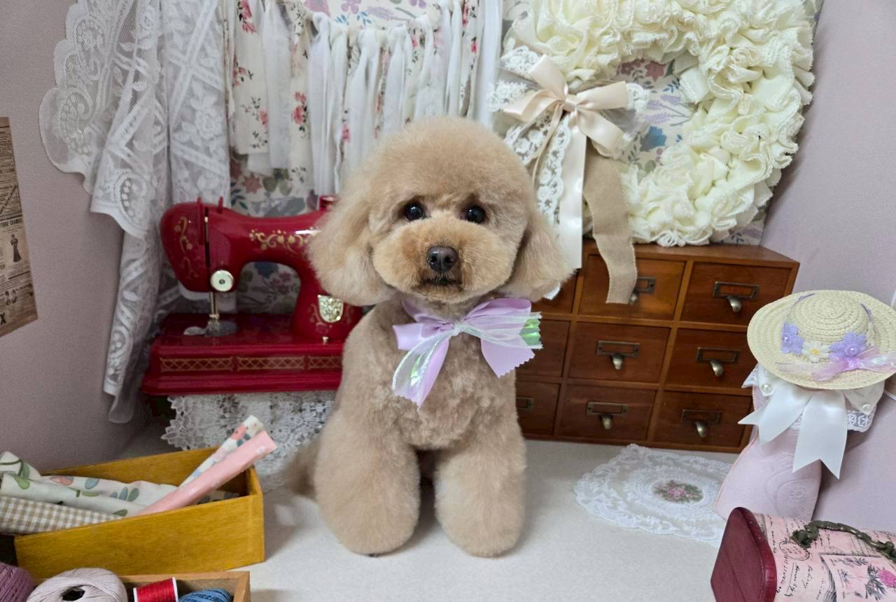 トイプードルに特化した贅沢なトリミング体験を