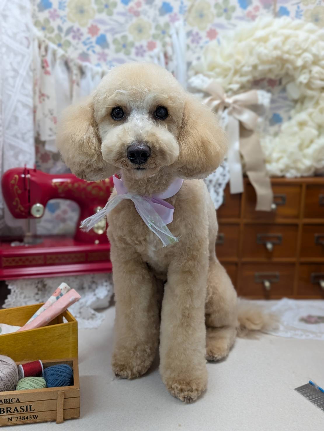 池上のわんちゃんも喜ぶトリミングサロン、solun！