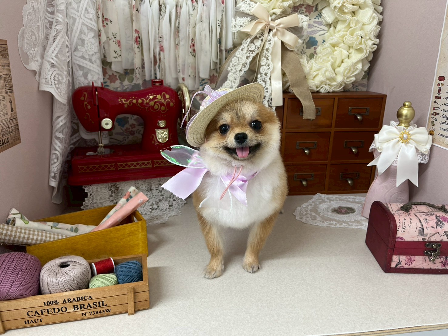 愛犬の笑顔を引き出すトリミングサロン