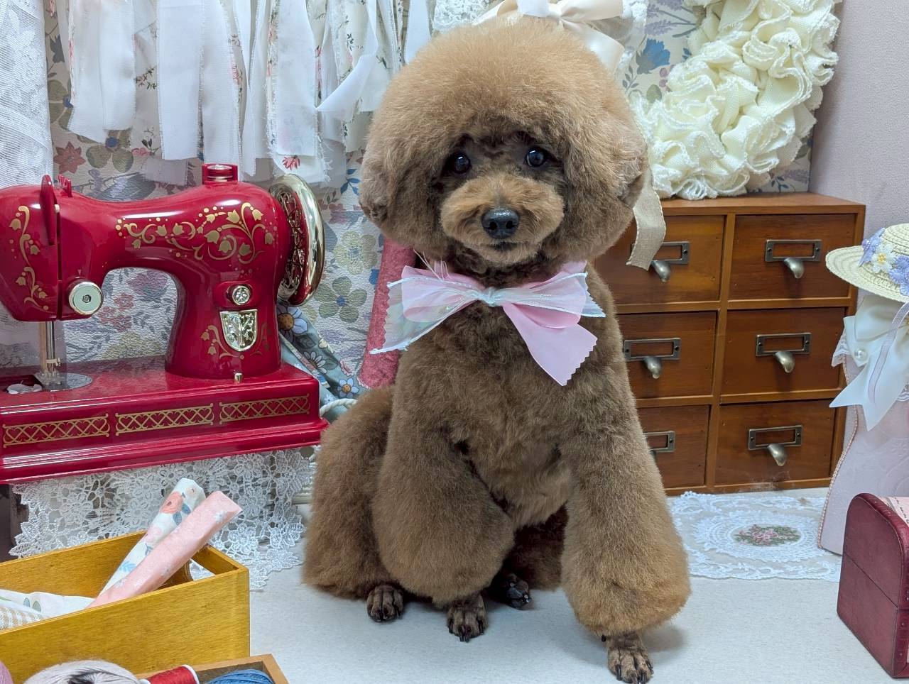 池上・久が原エリアでオシャレに！シュナウザー＆トイプードル専用トリミング