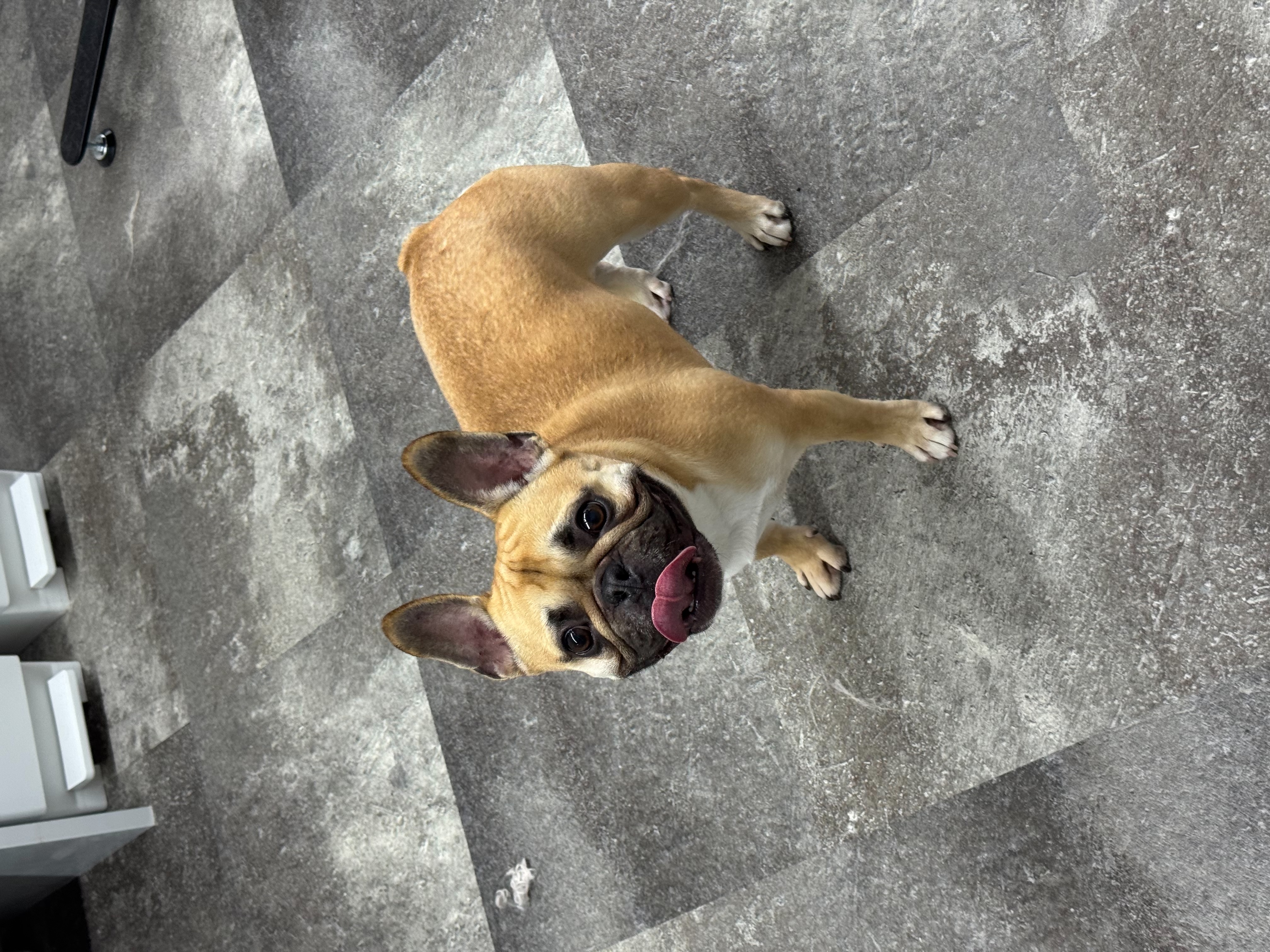 愛犬と飼い主様の絆を育む