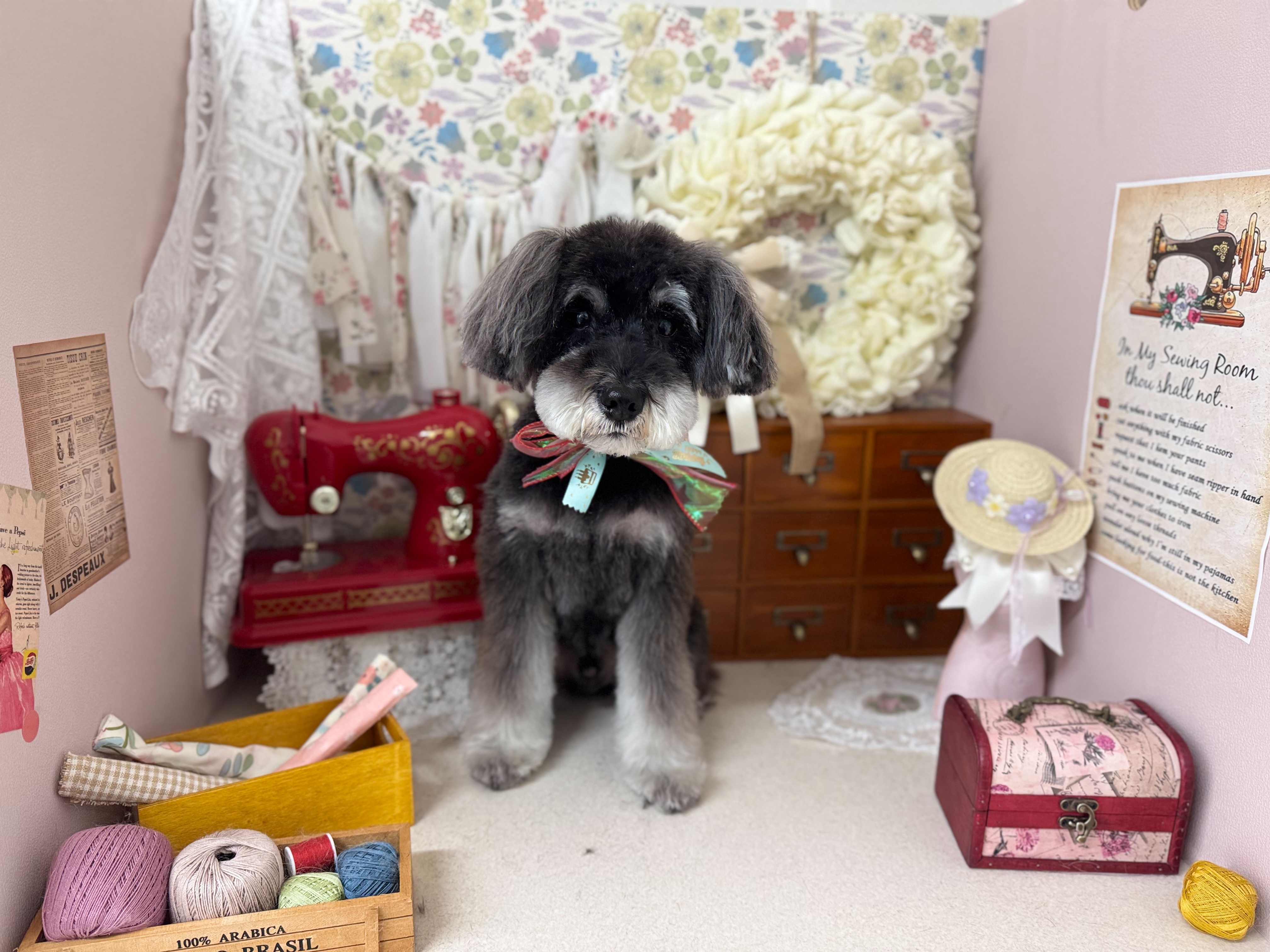 おしゃれな空間で愛犬をリフレッシュ