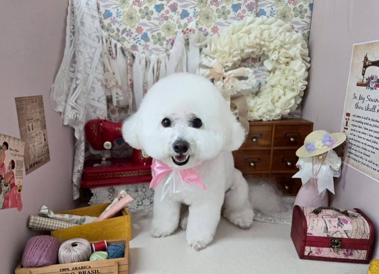 愛犬をフワフワにトリミングして、毎月変わるフォトブースで素敵な思い出を残そう！