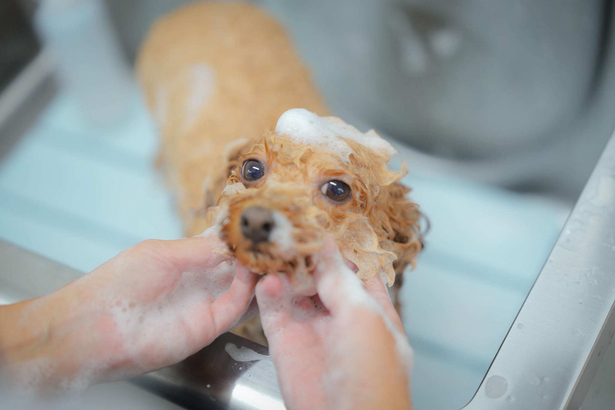 シニア犬にも優しい対応