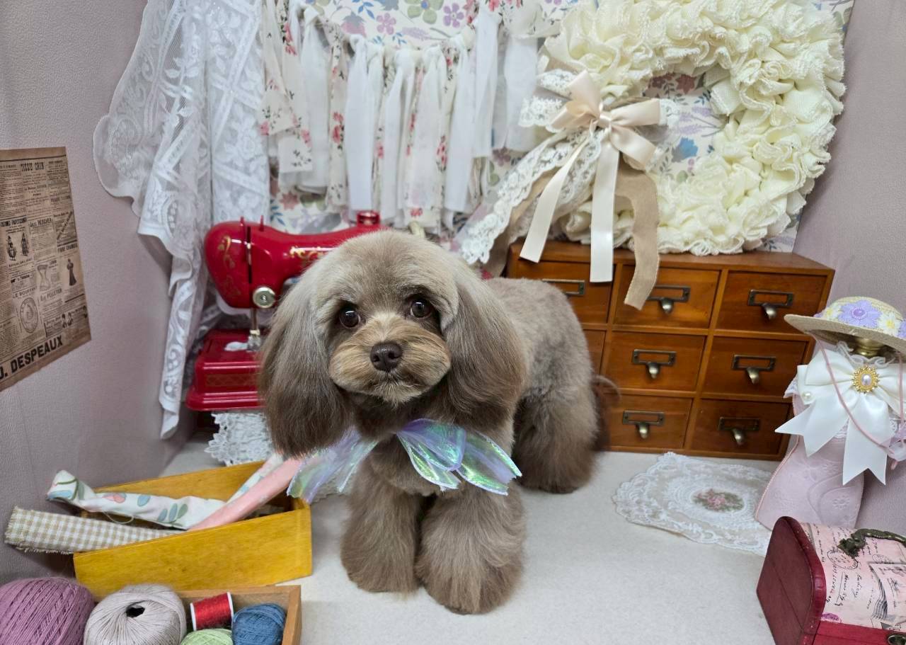 愛犬の癒しと輝きを、ここで見つけてください。