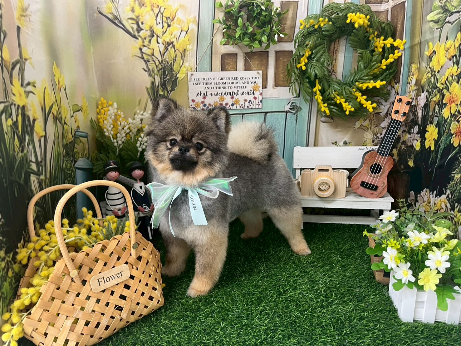 大田区の愛犬に最高のファーストトリミング経験を！