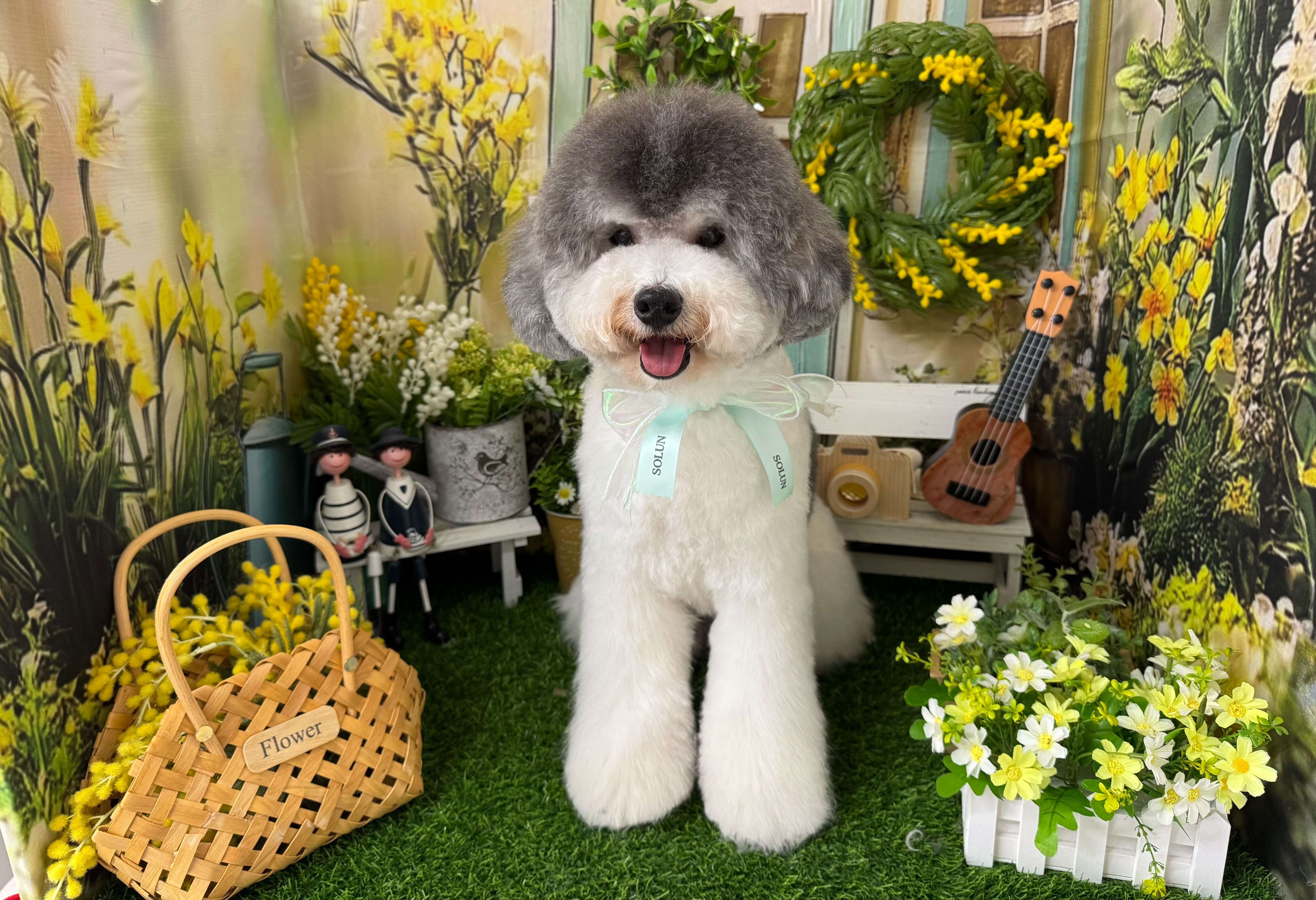 愛犬と共に過ごす特別な空間、癒しとリラクゼーションのオアシス