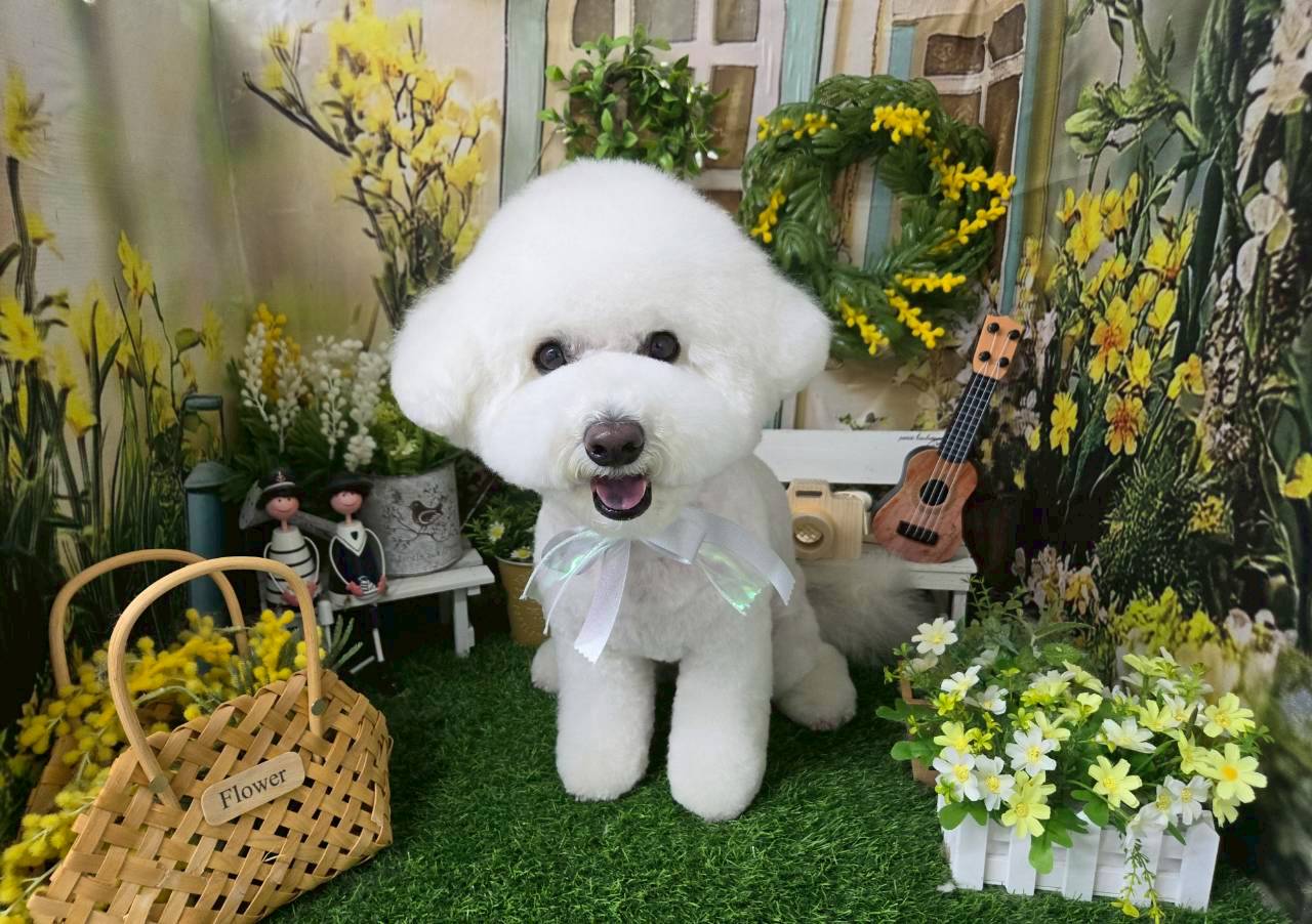 愛犬が笑顔になる、理想的なトリミングサロン