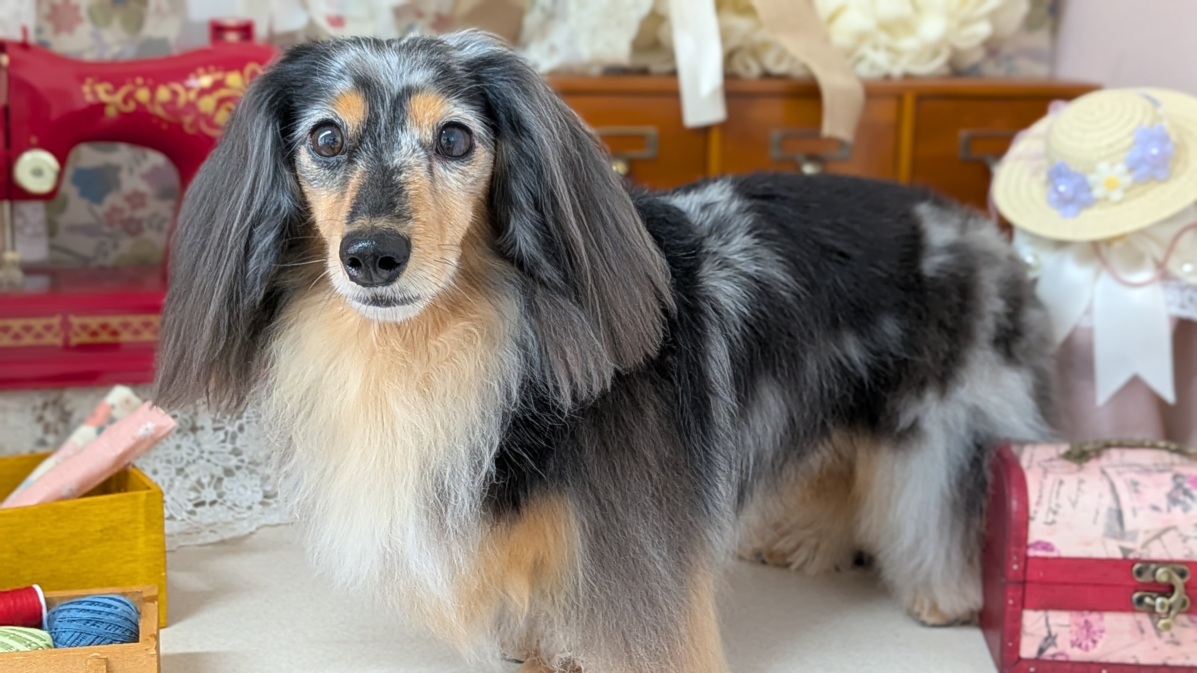 愛犬のためのオシャレな空間と快適な時間を