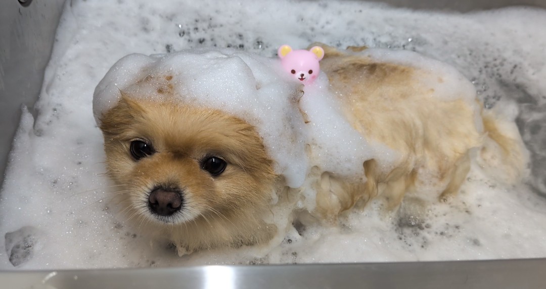 わんちゃんの健康をサポート
