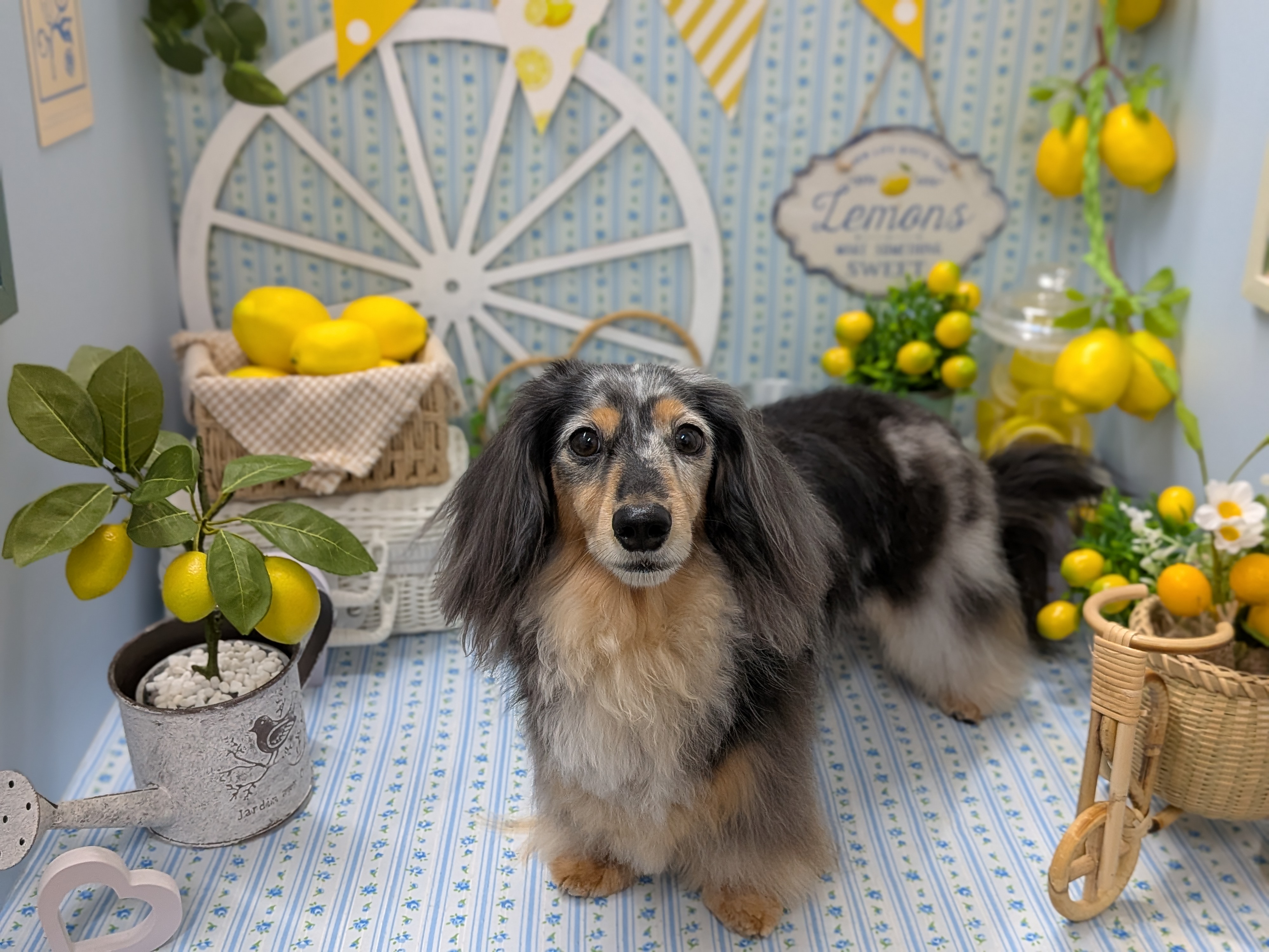 愛犬の幸せを真心でサポートするトリミングサロン