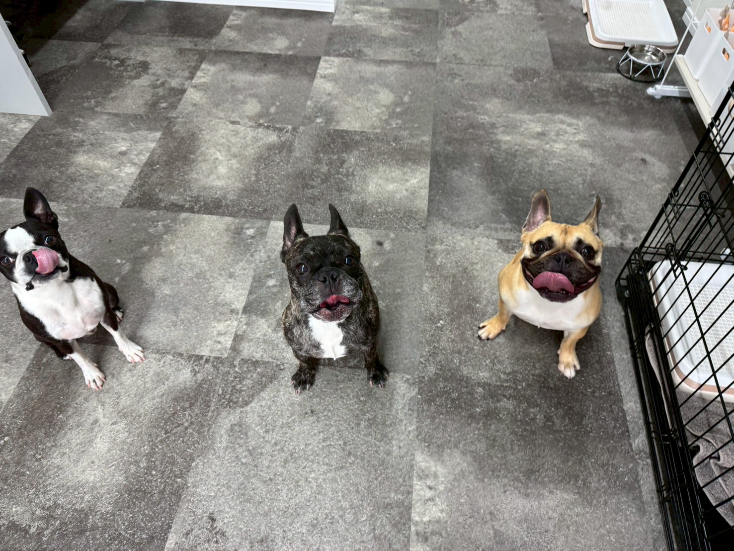 特別な一時預かり、愛犬の笑顔を見つける場所