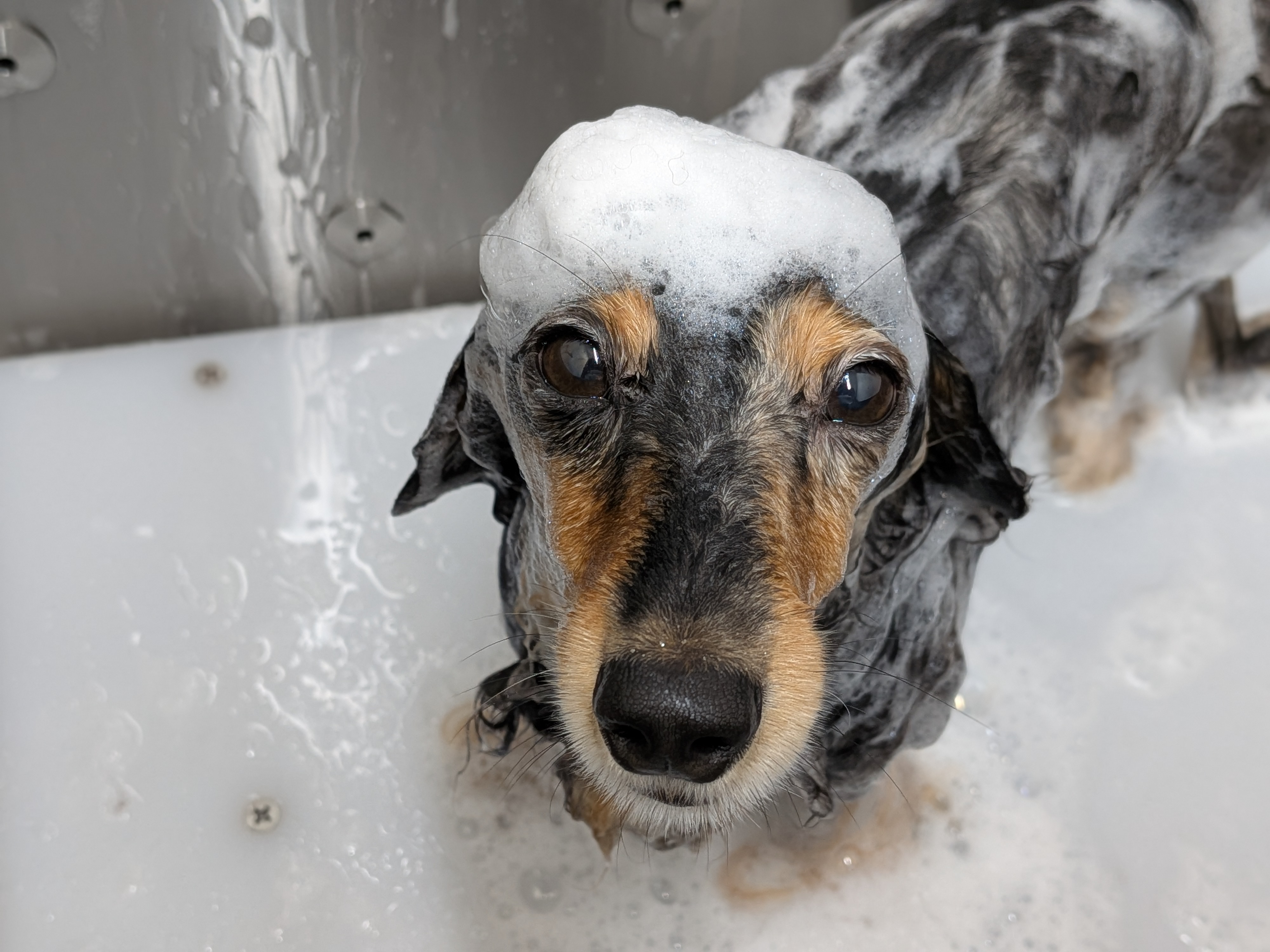 わんちゃんの笑顔が家族の幸せを育む、愛犬との絆を大切にするスペース