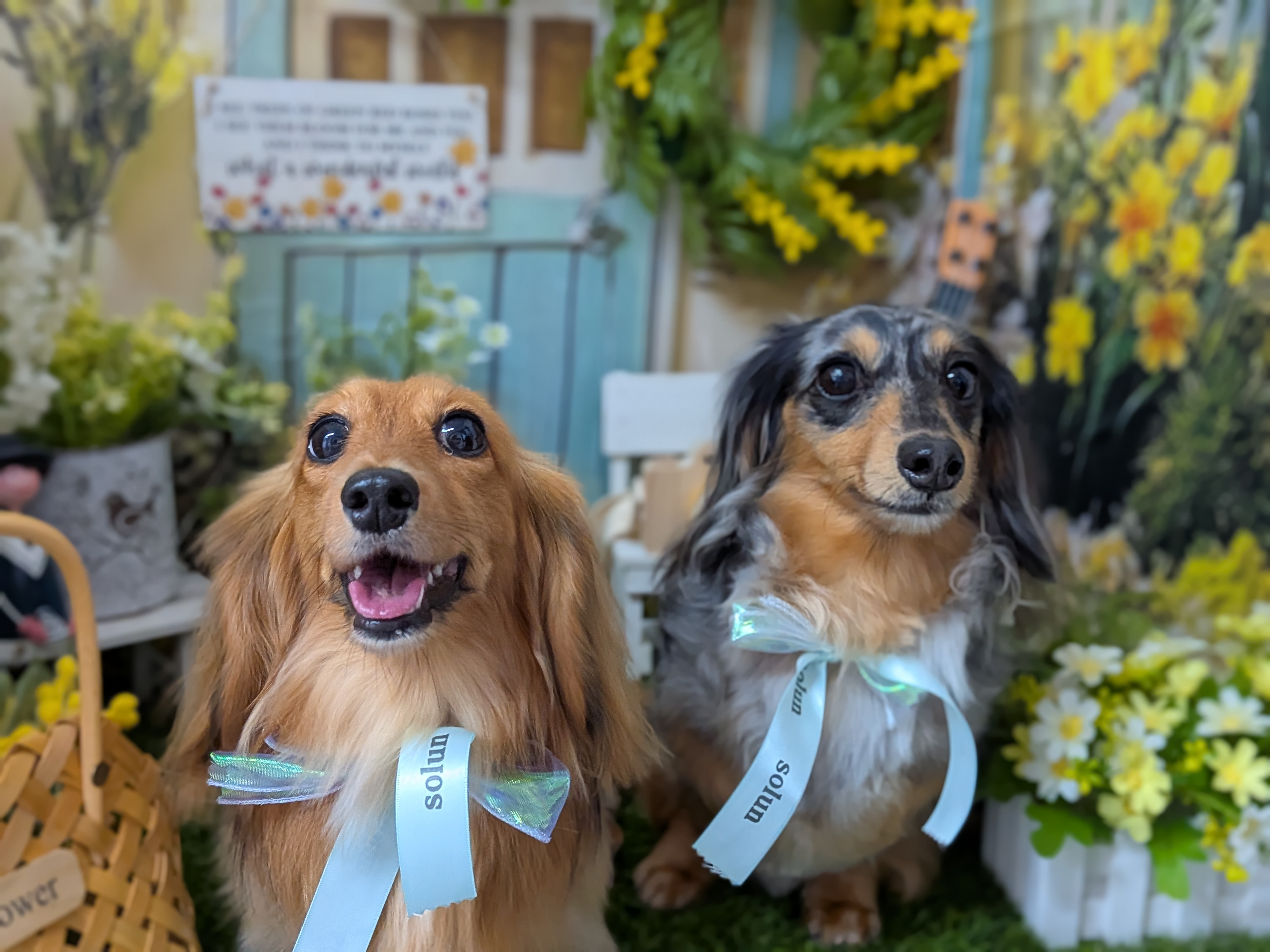 大田区で見つける、あなたの愛犬のための特別なサロン