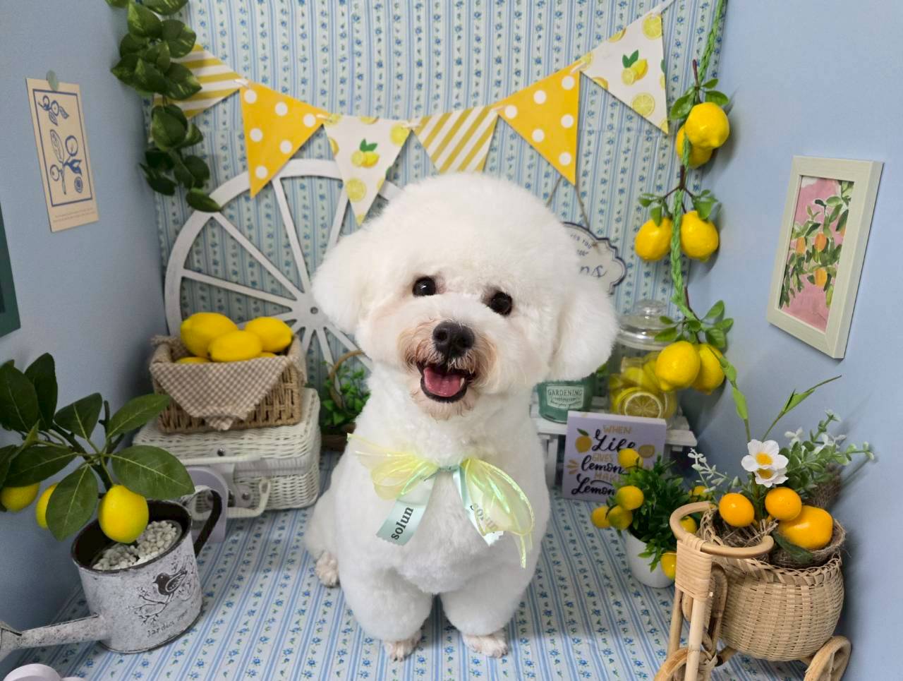 初回20%OFFでお得に！あなたの愛犬も笑顔にする、快適ジャグジービューティー体験