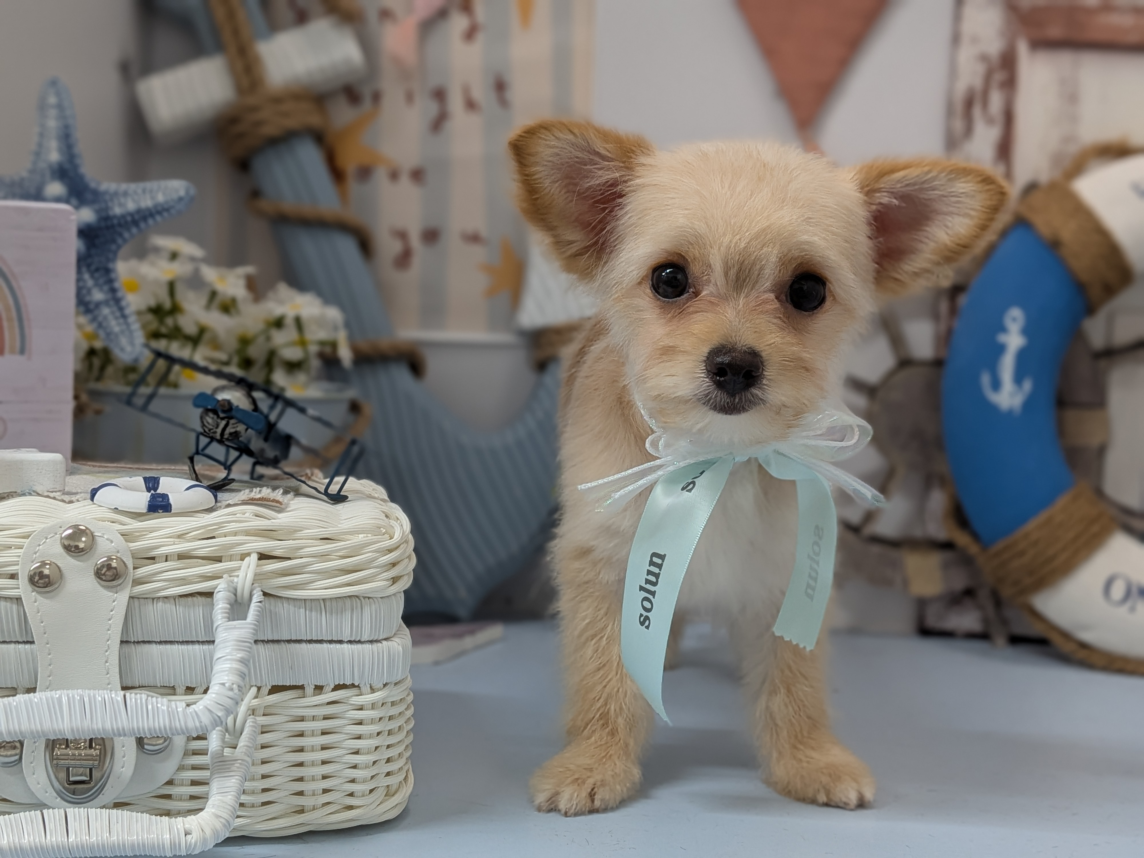 初めてのトリミングは、愛犬との大切な思い出を作る時間