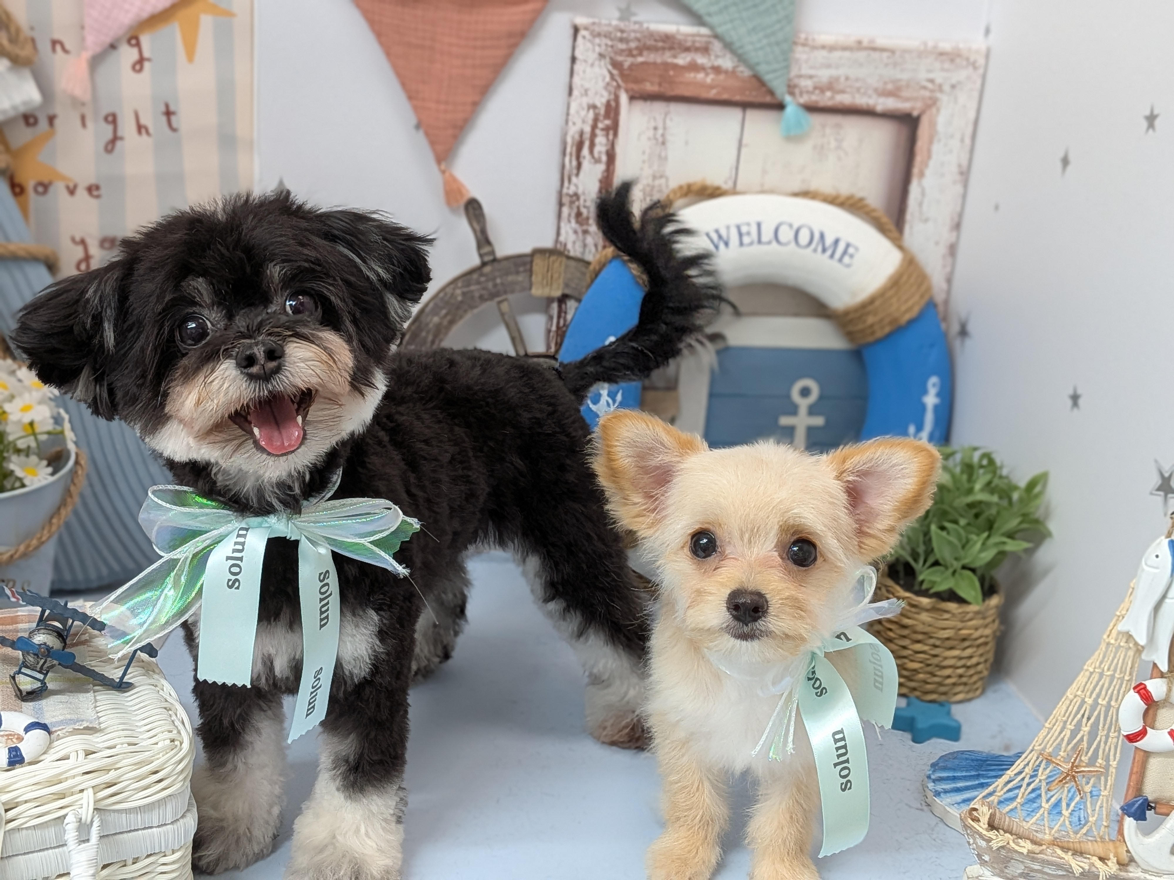 初めてのトリミング＆安心のホテル体験を！