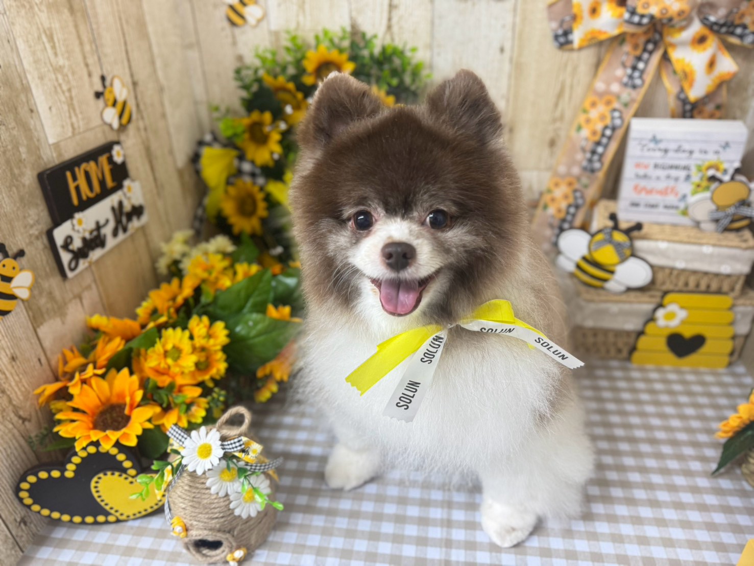 愛犬をふわふわに！心を込めたトリミングで毛質改善