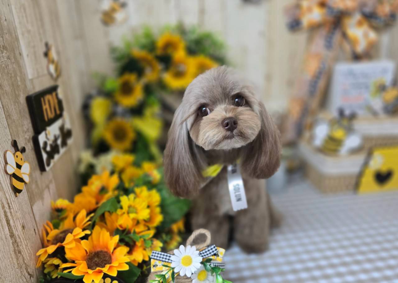 ミックス犬に特化したトリミングで、愛犬の笑顔を引き出します！