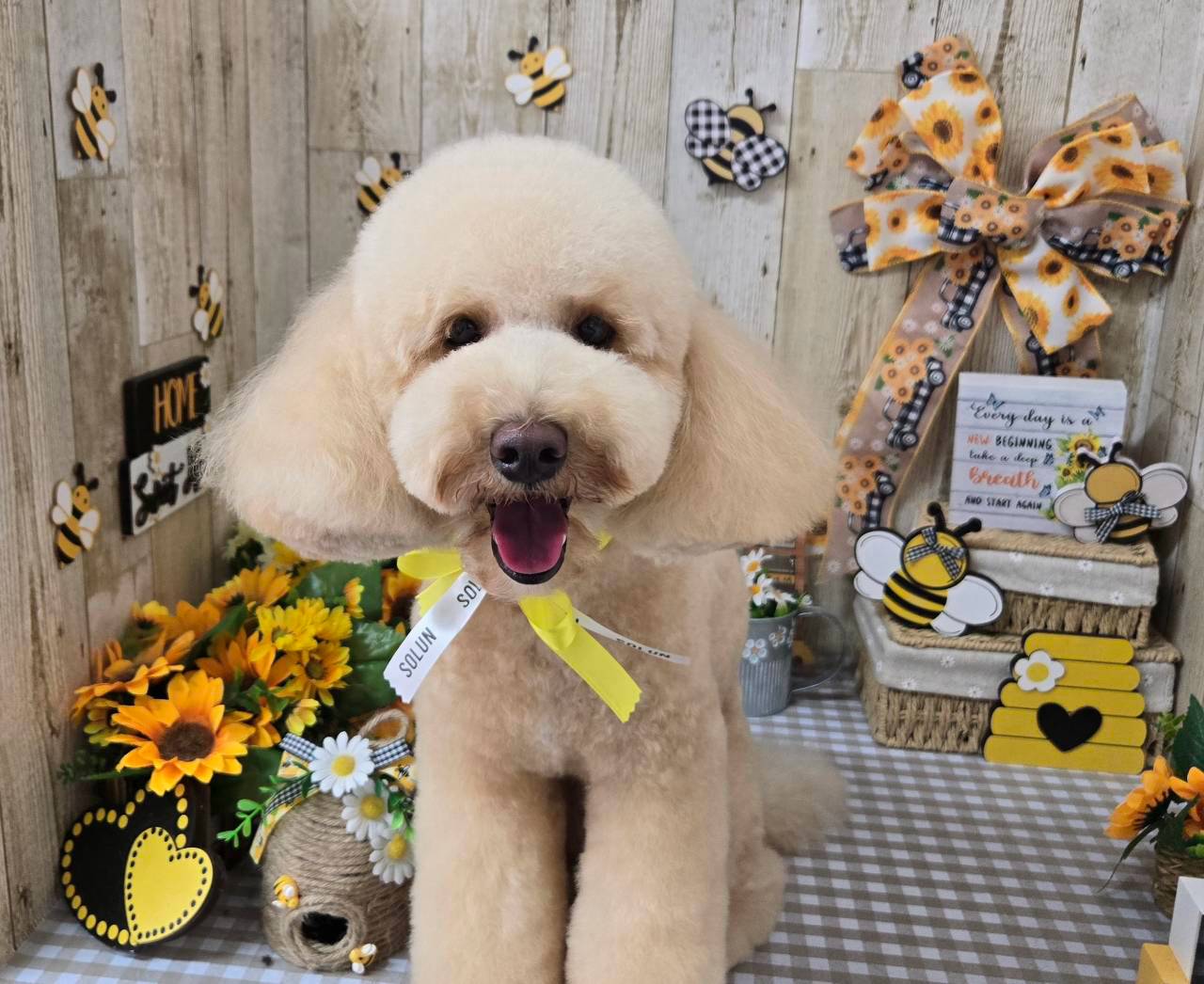 あなたの愛犬の美と健康をサポートする、特別なお割引をご用意しました！