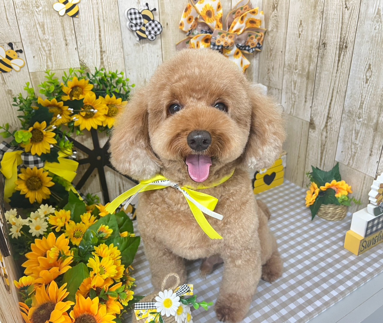 トリミング後の愛犬も、特別な一瞬を残しましょう