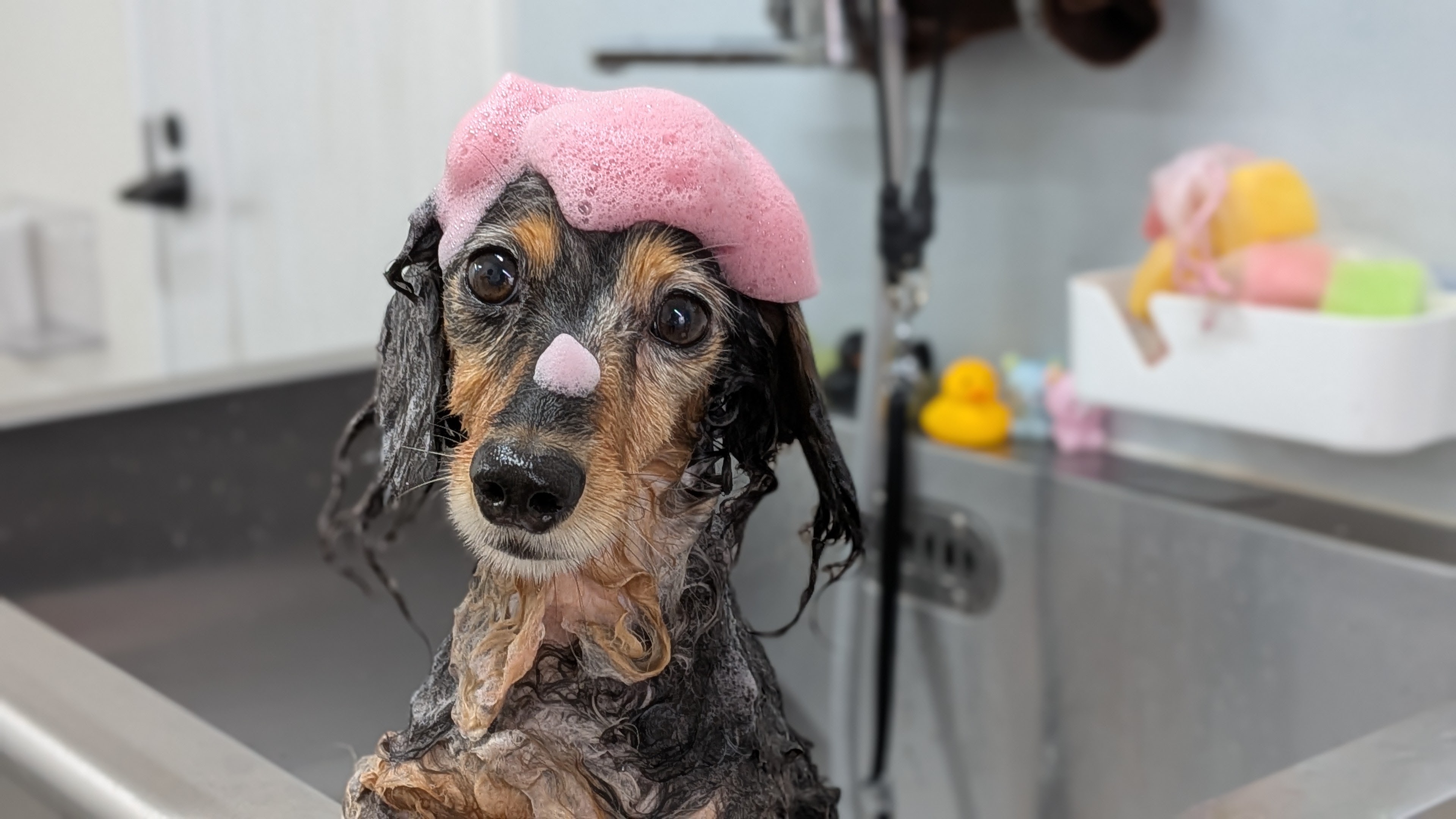 初回ジャグジー体験で愛犬もリフレッシュ！