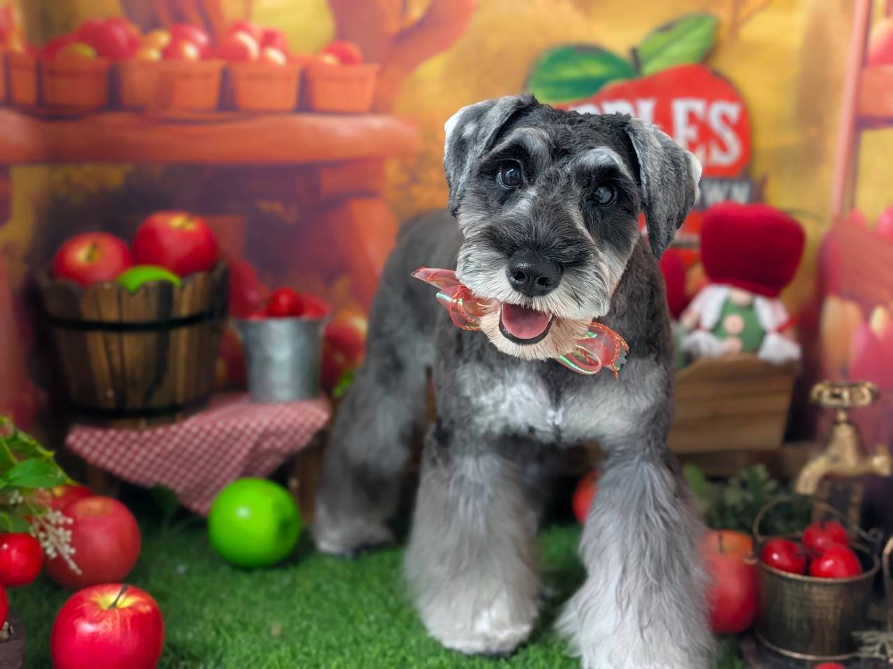 大田区で愛犬をキレイに！初回トリミング20%割引