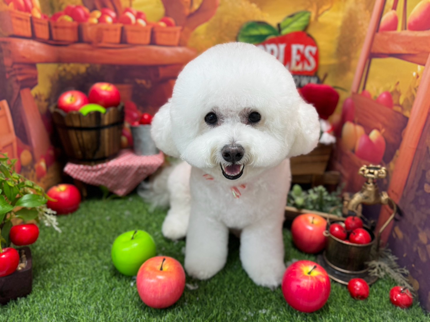 愛犬を美しく、健康的に。