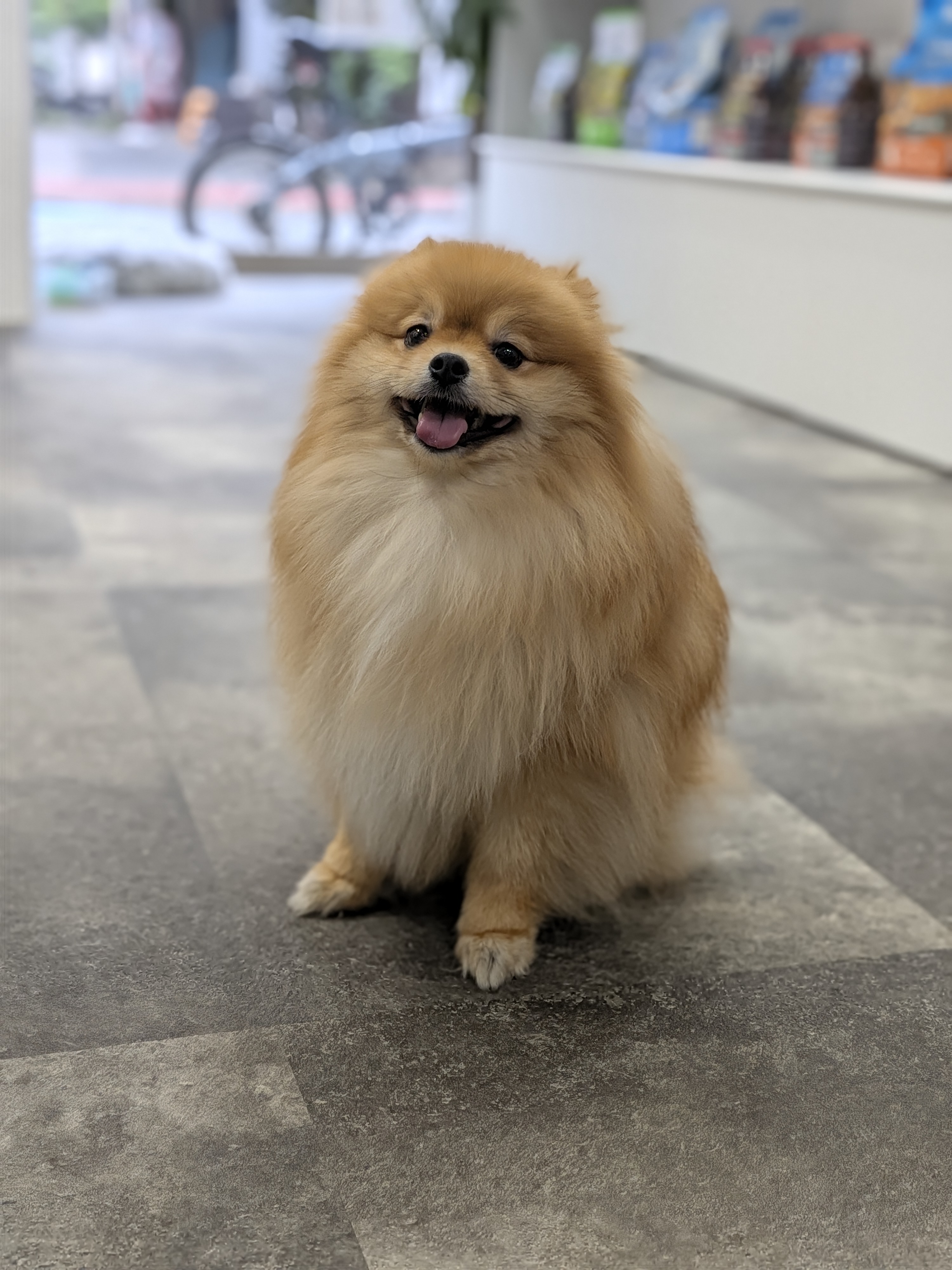 愛犬のための自由なひとときを大田区で！