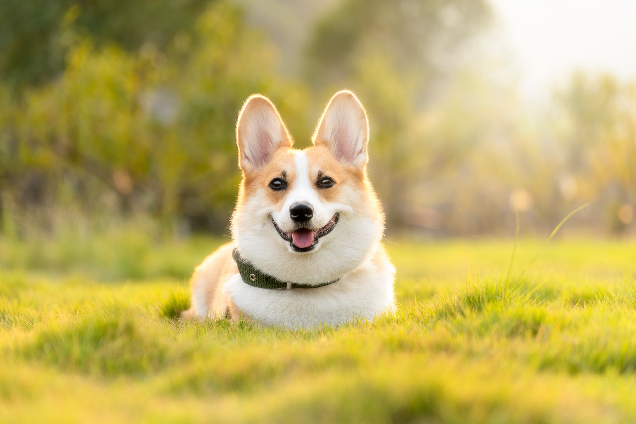 愛犬と家族をつなぐ、温かいトリミングサービス