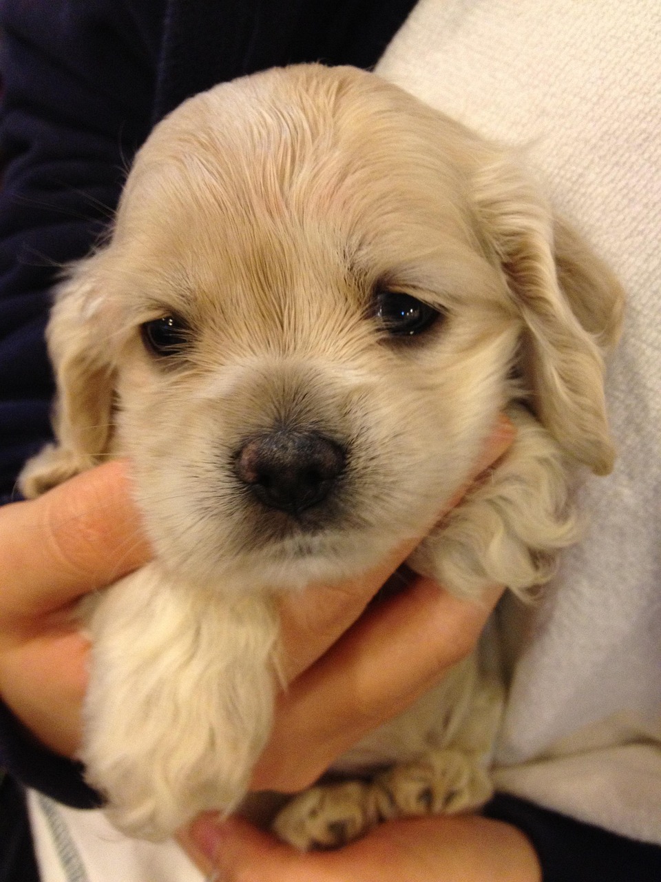 愛犬と一緒に、特別なひとときを