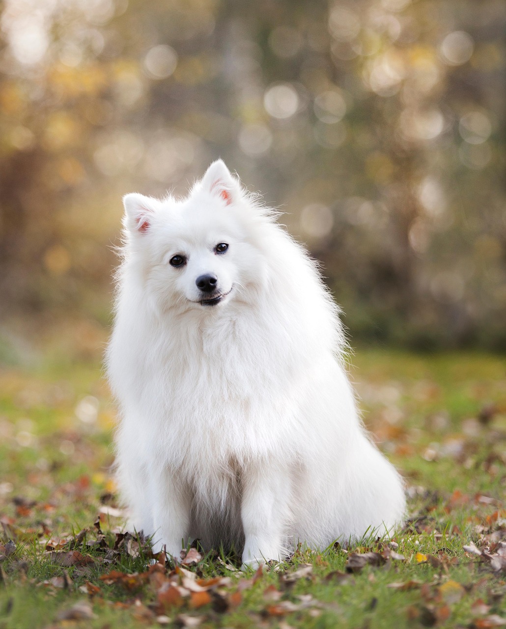 愛犬との特別な時間を大切に