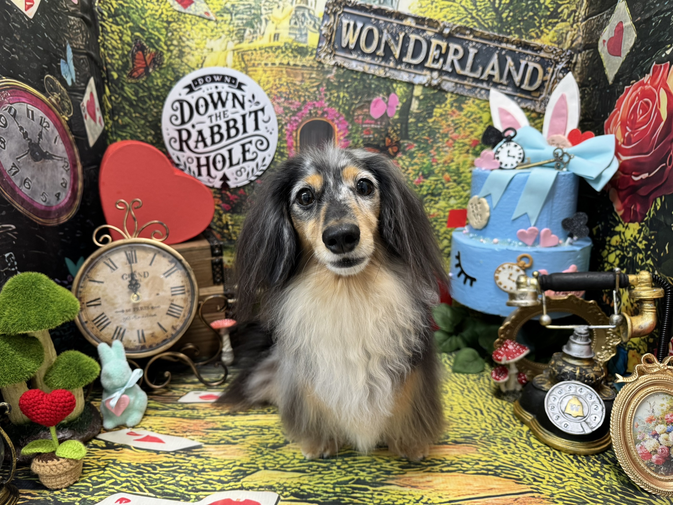 愛犬を主役にした特別な写真体験を！