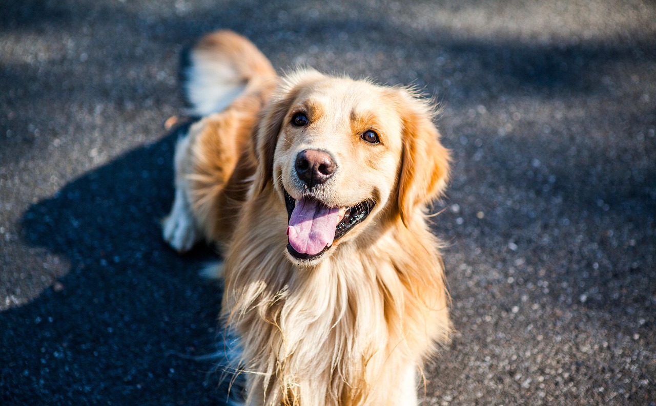 大型犬も安心