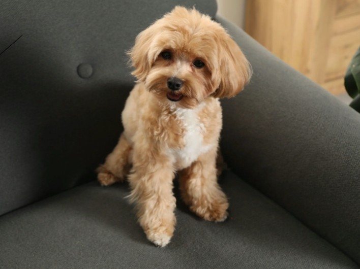 愛犬に寄り添ったケアならsolunへ。ミックス犬のカットをお任せください！