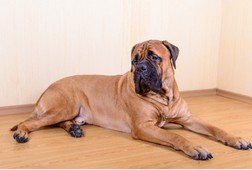 シニア犬専用プログラム