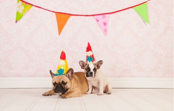 愛犬の誕生日を忘れられない思い出に！solunがサポートします