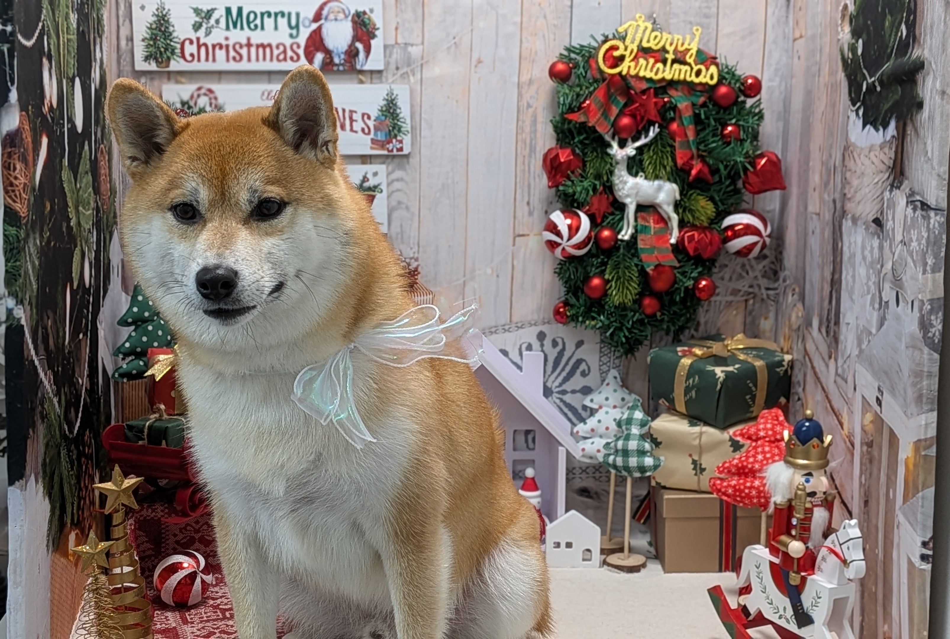 柴犬・日本犬専門トリミングサロンsolun
