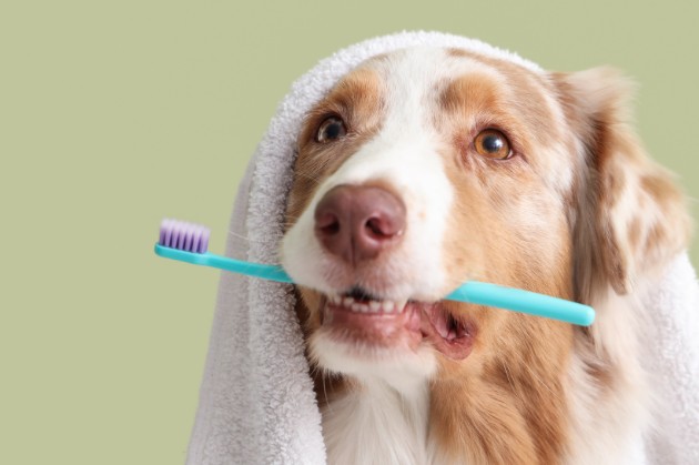 シニア犬のための特別なケアを、健康でおしゃれな毎日を！