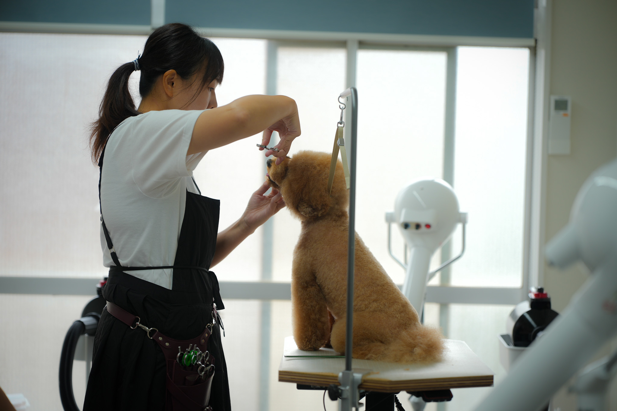 5. シニア犬にも優しい配慮