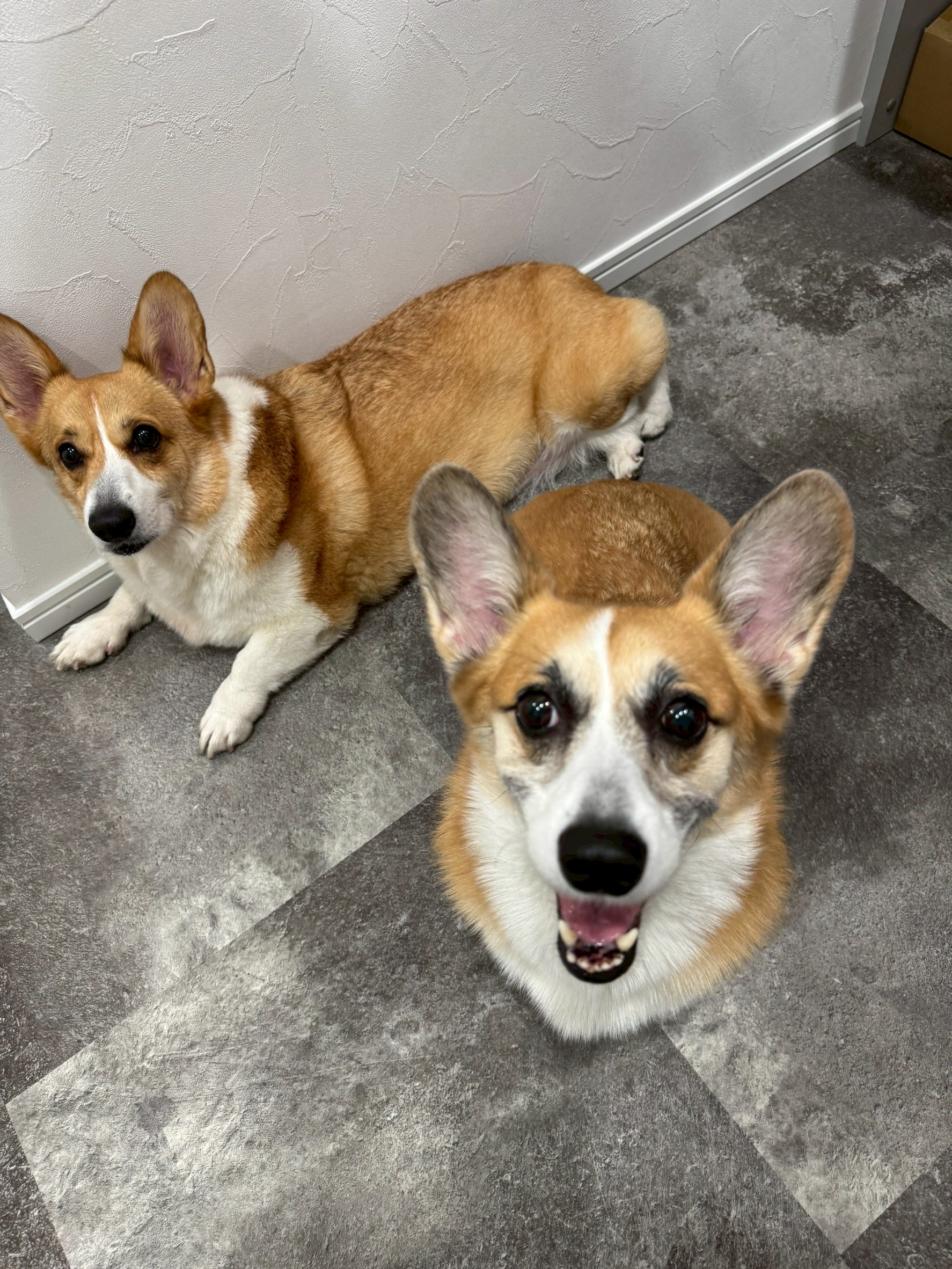 愛犬の未来を育む、一時預かりスペース