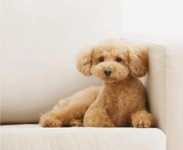 愛犬プードルを親切・丁寧にケアするサロン
