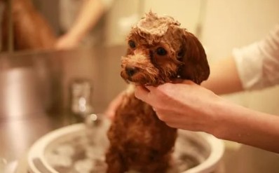 高齢犬・持病のある犬にも配慮