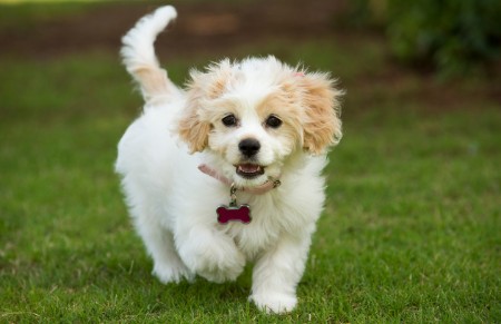 ミックス犬もファッショナブルに、健康も守る！